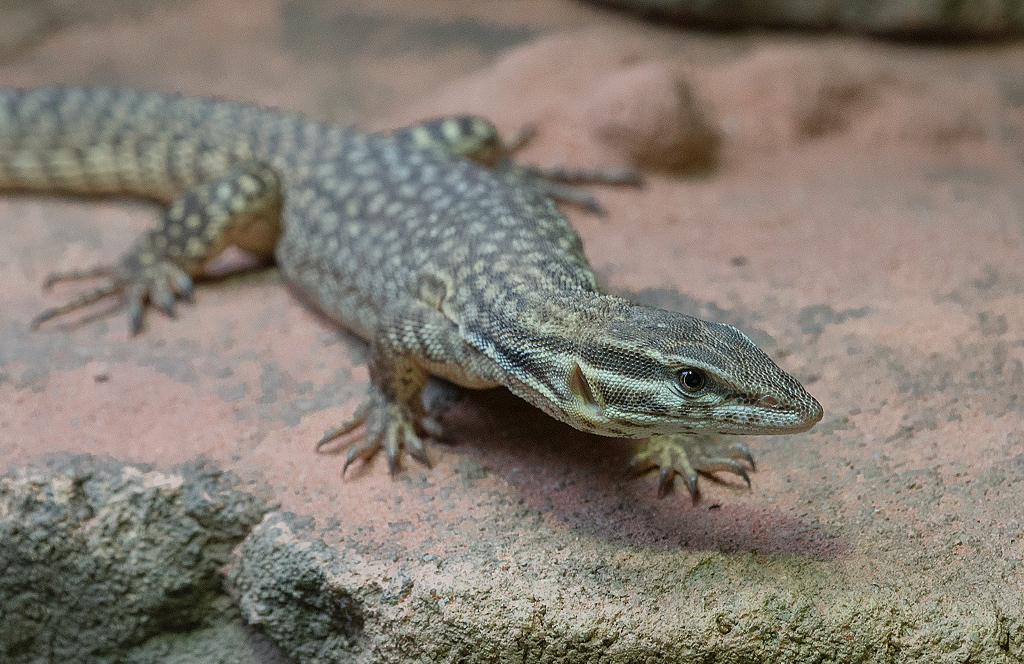 4711 Wuppertal Zoo KA7_2665-1 Kopie.jpg